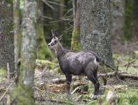 images/chamois/chamois-31-mai-2015-05 copie.jpg